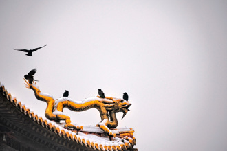 陰氣太重？紫禁城一到晚上全是烏鴉 真相超離奇