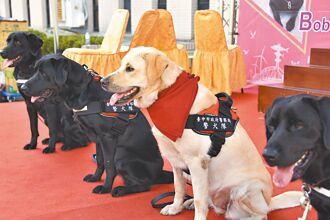 台中 服役滿7年 警犬榮退 新主人開心領養