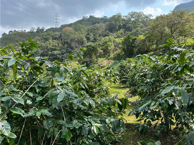 桃园市原本每年可收成约6.8吨的浆果，因康芮颱风强势袭台，目前收成量仅剩4至5吨。（桃园市农业局提供）