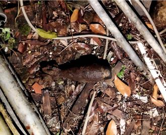 高雄美濃空地驚見未爆彈 警封鎖現場助軍方處置