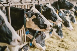 紐西蘭鮮奶零關稅恐衝擊酪農業 農業部：推長者喝鮮奶