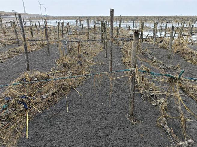 农业部12月25日预告修正《农业天然灾害救助办法》，协助农、渔民在受到天然灾害后第一时间能儘速復耕、復养。图为彰化县颱风过后，潮间带蚵田挂满稻草等杂物。（本报资料照）