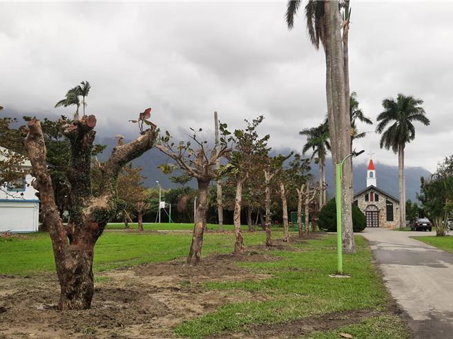 拓宽工程中，芥菜种会将退缩区域内20棵超过40年的老树已完成移植，持续照顾。（芥菜种会提供／王志伟花莲传真）