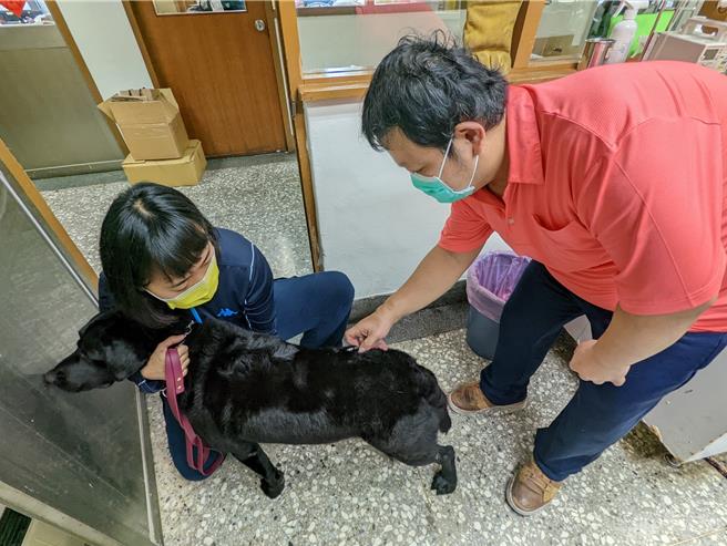呂信璋幫警犬隊的警犬施打預防針。（新北市動保處提供）