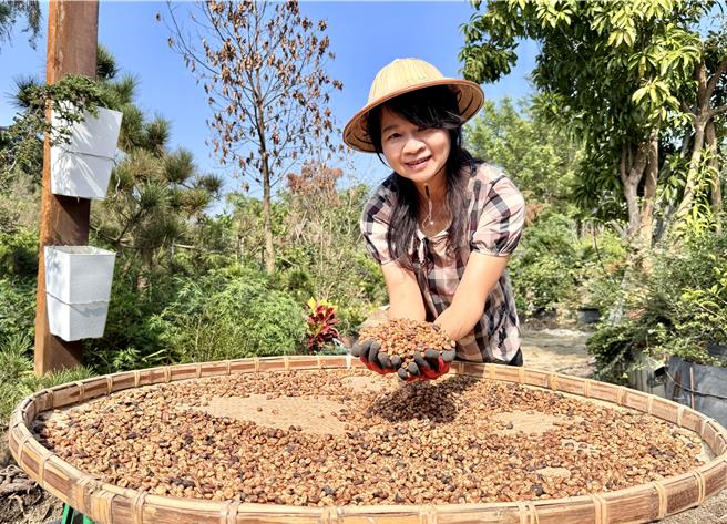 王素珍憑藉著對咖啡的熱愛與勞動部產投在職課程加持，成功在阿里山創設自己的咖啡事業。（勞動部雲嘉南分署提供／呂妍庭嘉義傳真）