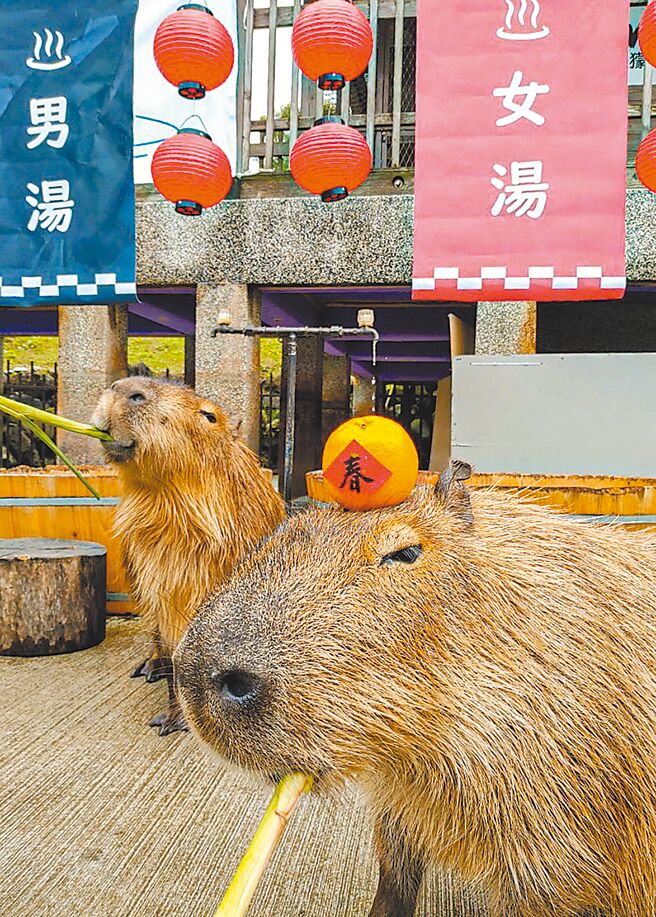 民眾入住後可暢遊園區並欣賞眾多萌寵療癒日常，園區也有各種賀新春活動。（宜蘭綠舞國際觀光飯店提供）