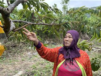 台東建和部落釋迦園遭竊500斤 農民一晚損失近3萬元