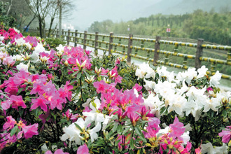 春遊萬金享受杜鵑花海