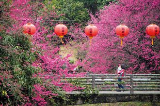 汐止文化櫻花季 追尋春日浪漫
