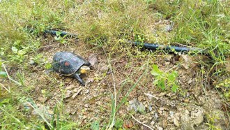 石碇新印象 食蛇龜復育有成