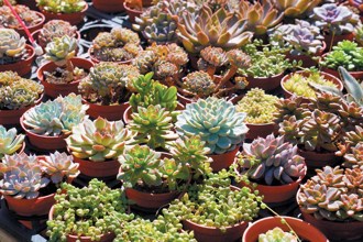 新竹假日花市 賞花挖寶趣