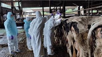 新北嚴防人畜共通布氏桿菌感染 定期檢測市內乳牛場 