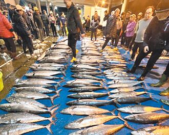 大進滿88號船隊聯手 澎湖迎土魠魚大豐收