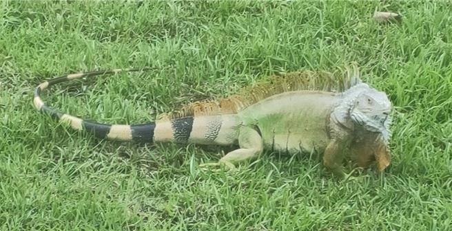 綠鬣蜥危害環境嚴重，高雄市農業局訂於12月30日開辦首場綠鬣蜥捕捉訓練班，，昨日上午9時開放網路報名，不到5分就額滿，報名相當踴躍。（高雄市農業局提供／林雅惠高雄傳真）