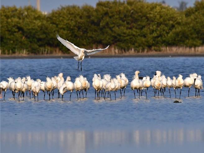 黑面琵鹭来台度冬数量突破歷年纪录，达到2088只。（市府提供／宝智华台南传真）