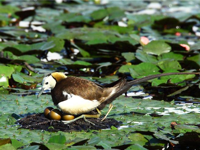 2024年水雉成功孵化974巢。（市府提供／宝智华台南传真）