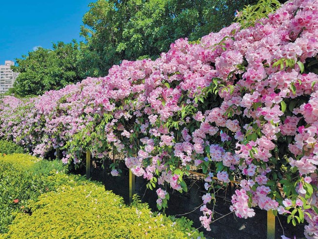 每年10月下旬至11月期间，枫树河滨公园蒜香藤花盛开，吸引大批游客捕捉花海美丽瞬间。（图／新北市泰山区公所提供）
