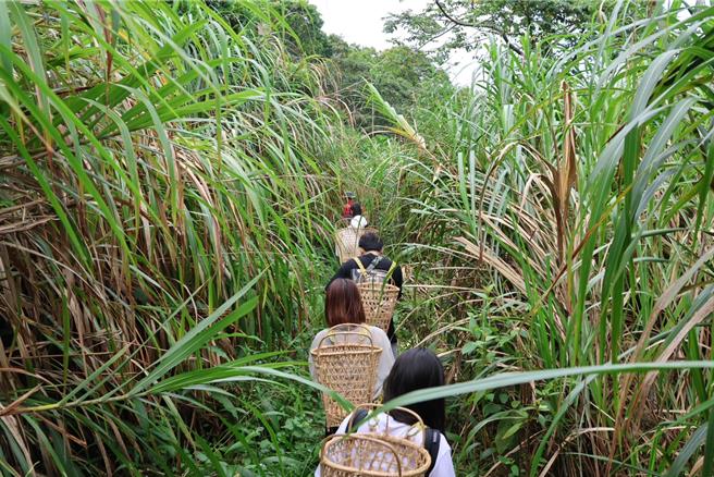 游客参加「工艺行旅」透过採集、研习编织技法等，了解工艺文化的魅力。（台湾工艺中心提供／杨静茹南投传真）