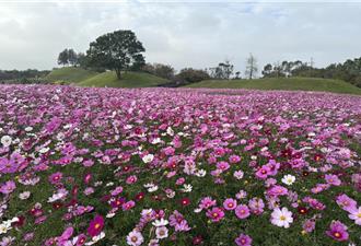 春節賞花好去處！后里環保公園花海預計元旦最燦爛