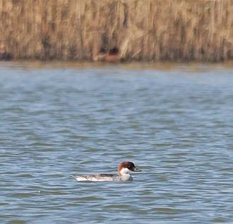 茄萣溼地保育有成！稀有冬候鳥「白秋沙」現蹤
