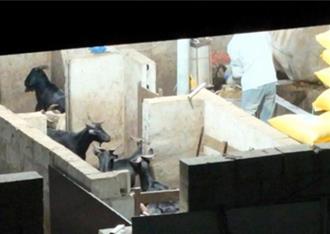 廣西隆安上千活羊被灌食增重撐死   流向餐桌追查中