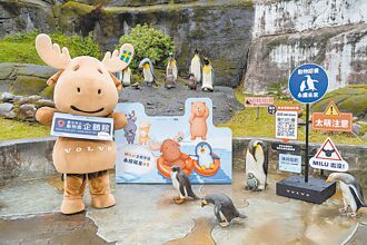 呼籲日常減碳行動，守護國王企鵝棲地 VOLVO揪動物園 打造企鵝互動展