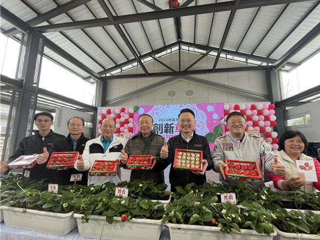 桃园市农业局、中华民国农会中坜办事处共同辅导，桃园草莓产量增加，今、明2天在中原文创园区举办草莓推广活动。(吕筱蝉摄)