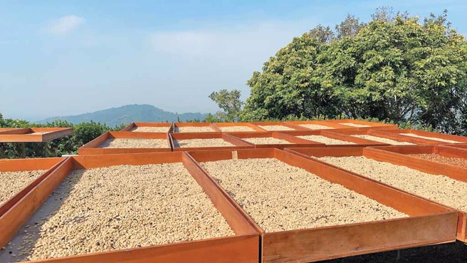 台南市东山区农友晒咖啡豆的壮观画面。（东山175休閒农业发展协会、下营休閒农业发展协会提供）
