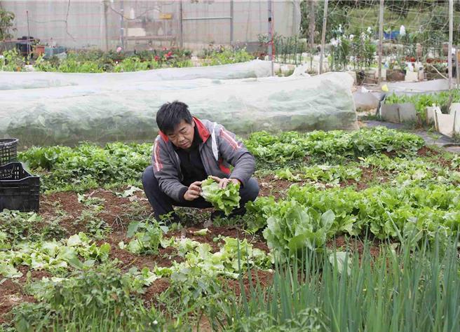 歷經8年經營的「長竹市民農園」，至今已培育了10多位有機志工團。(嘉義市政府提供／呂妍庭嘉義傳真)