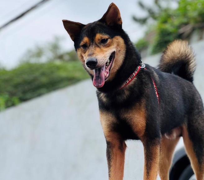 五股动物之家日前成功救援一只瘦弱的黑狗，经过悉心照顾后，这只黑狗渐渐恢復健康，体态圆润起来，竟意外长得越来越像柴犬，模样十分讨喜。（新北动保处提供）