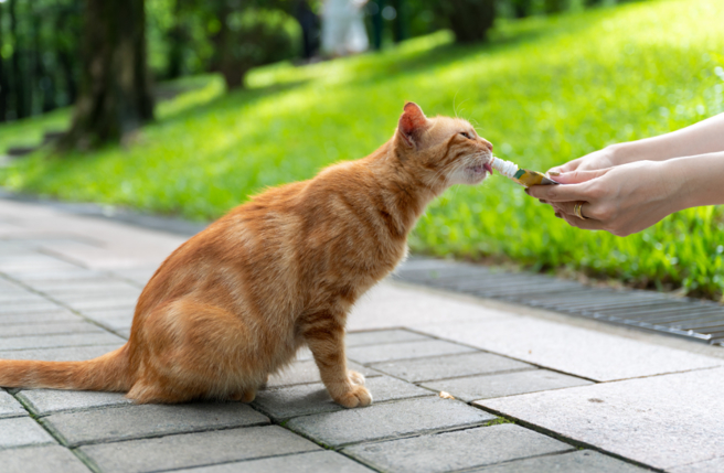 台湾人喜爱喂食流浪猫，但在日本社会却禁止这样做。（图／达志影像／Shutterstock）