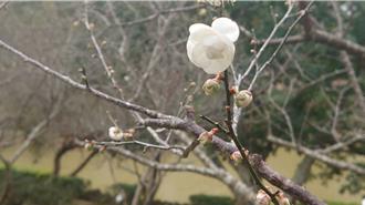 桃園角板山梅花季1月初登場 夜間景觀燈點亮園區