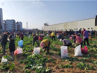 雲林拔蘿蔔助「小天使 」 8分田地湧入千人免費採
