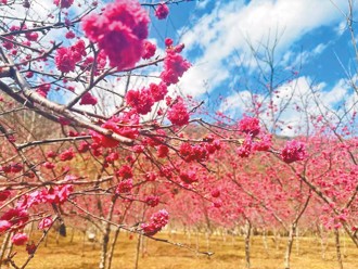 東高雄新春遊程大公開