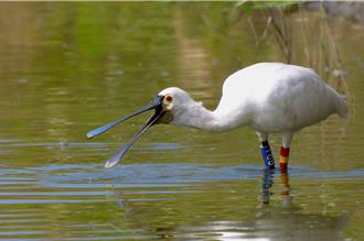 同只黑琵连9年回归 见证台江推动友善栖地