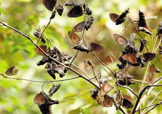 賞蝶最前線 茂林逍遙遊