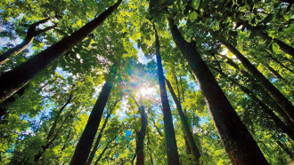 夜遊臺東 探訪原民、星空祕境