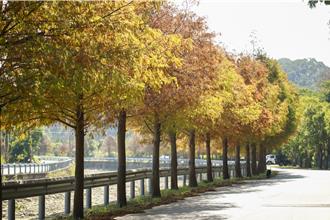 走进苗栗绝美秘境 通霄2公里长落羽松林浪漫登场