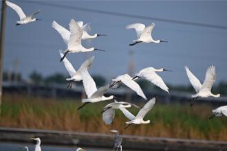 曾經中毒被救回 T69黑面琵鷺回鄉 友善棲地創生態奇蹟