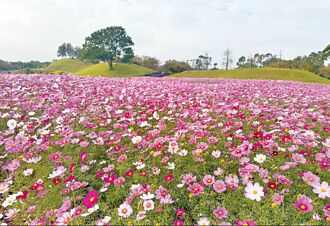 后里波斯菊花海綻放 走春首選