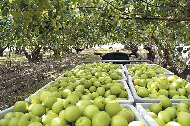 高雄蜜枣。（高雄市政府农业局提供）