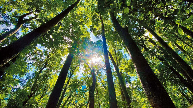 知本國家森林遊樂區森林浴步道中美麗的桃花心木林。（林業及自然保育署臺東分署提供）
