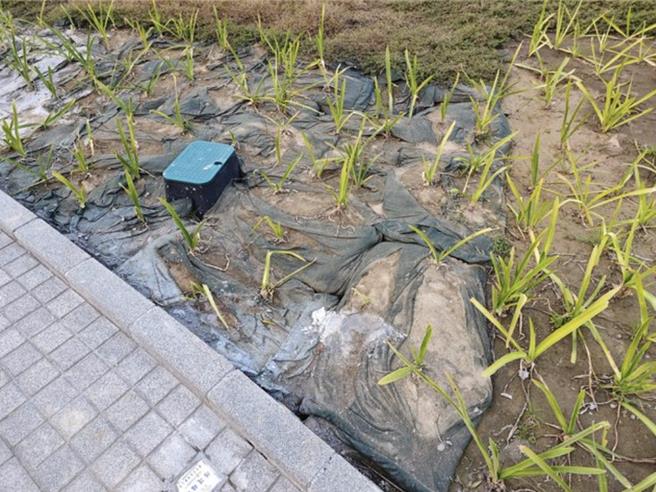 高雄車站天棚植栽，遭民眾發當中有塑膠袋，於網路上質疑影響植物生長，鐵道局回應有擋土功能，不影響植栽生長。（翻攝自PTT／任義宇高雄傳真）