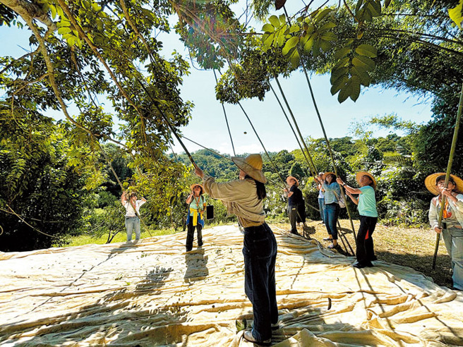 橄榄先生-橄榄流星雨。（图／新竹县政府）

