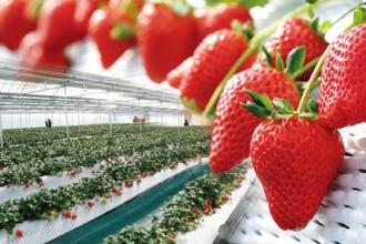 日本草莓季开跑！快来栃木县那须高原草莓王国