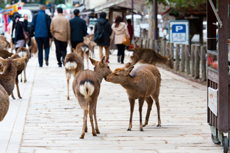 奈良鹿暴怒一頭KO小男孩 父PO警示片反被罵翻