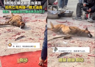 連狗都演得比你好！ 陸劇的靈魂就靠「牠」了