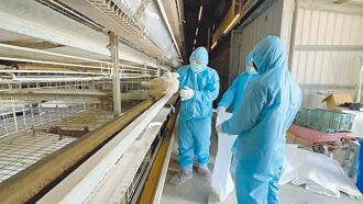 入冬首例禽流感 撲殺1.3萬隻雞