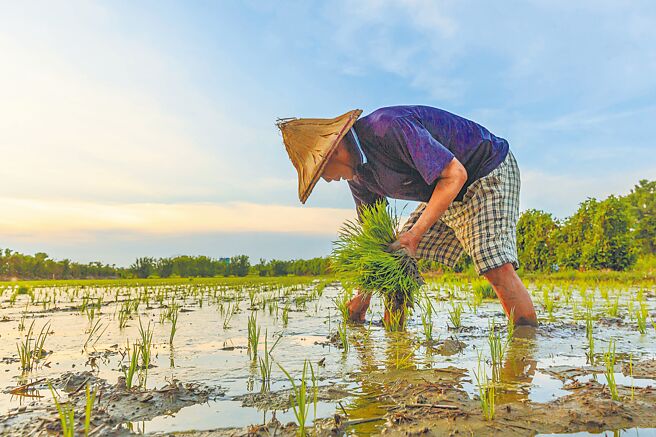 农村人口老化加上少子化，农业就业人口不断流失。此为示意图。（本报资料照片）