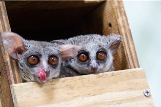 北市動物園添新友「嬰猴」元旦穿山甲館亮相